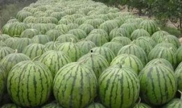 52每日大瓜视频 黑料网,揭秘黑料网背后的惊人真相